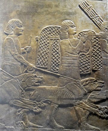 169-2 Assyrian Mastiffs