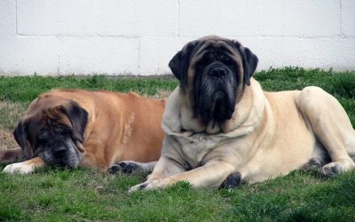 GCH Machrees Burning Desire CGC Rylie CH Stonehavens Oxfords Talk of the Town Graham OwnerShannon DanielsOxford Mastiffs